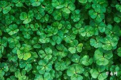 What is the fortune of people born in 1977 under the Year of the Snake—Earth or Fire?