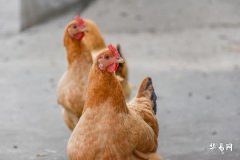 Are Rooster Born in 1993 and Rat Born in 1996 Compatible: Love Challenges from Personality Differences