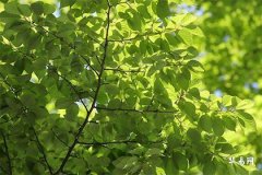 Will people born in 1970 under the Dog zodiac sign have a bleak old age? Do those born in 1970 face hardships at age 56?