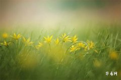 Methods for Wealth-Enhancing Feng Shui Layouts in Courtyards, Creating a More Prosperous Home Environment