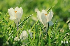 What Does Having the Day Pillar as Yuan Nan Signify? What is the Fate of a Man with the Day Pillar Yuan Nan?