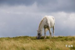 Why People Born in the Year of the Horse Should Not Wear Jade, and Suitable Jewelry Choices