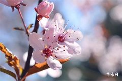 Is Having a Good Love Fortune Good or Bad? Revealing the Difference Between Peach Blossom Sha and Peach Blossom Crisis
