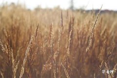 Why Don't People Celebrate Birthdays in Their Zodiac Year? Reasons Behind Avoiding Birthday Celebrations in the Year of the Snake