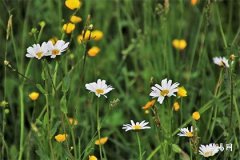 What is the fate of a person born in the Year of the Ox during the Monkey hour (Shen hour)? What does being an Ox born in the Shen hour mean?