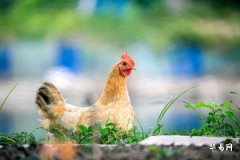 Rooster Born in 1993 with Jianfeng Metal Destiny: Analysis of Late Marriage Trends and Life Impacts