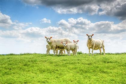 Are a male Ox and female Sheep compatible in marriage? How to win the affection of a female Sheep?