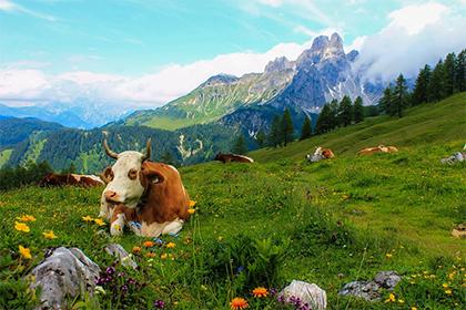 Are a Woman Born in the Year of the Sheep and a Man Born in the Year of the Ox Compatible in Marriage? What Kind of Woman Does an Ox Man Like?