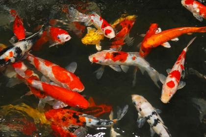 Dreaming of Killing Many People