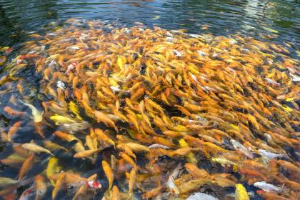 Placement Position of Fish Tank