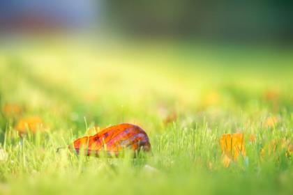 What are the precautions for Chushu? What does Chushu signify?