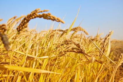 Dreaming of Cutting Rice