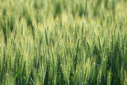 What is the position of Xiaoman among the 24 solar terms? What does Xiaoman symbolize?