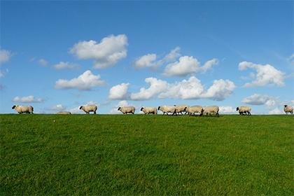 Is it good for a man born in the Year of the Dragon to marry a woman born in the Year of the Sheep? What bad habits should a woman born in the Year of the Sheep change after marriag