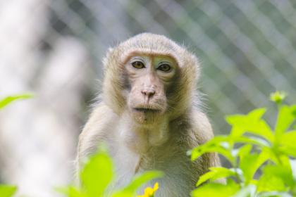 Is the protective Buddha for those born in the Year of the Monkey Mahavairocana? Who is the guardian deity of Manjushri Bodhisattva?