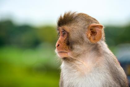 What Time of Day is Best for Monkeys to Be Born?