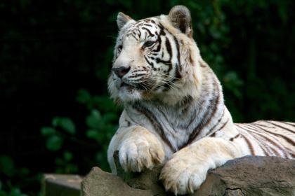 Cultural Anecdotes of the Tiger