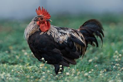 How is the marriage compatibility between a man born in the Year of the Rooster and a woman born in the Year of the Rooster? What traits of Rooster individuals are most attractive?