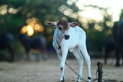 Naming Characters for Baby Ox - Dos and Don'ts