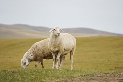 Will a relationship between two people born in the Year of the Sheep ultimately end in breakup? What are the personality flaws of men born in the Year of the Sheep?
