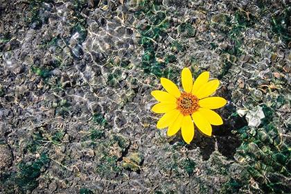 Five Elements Lookup Table