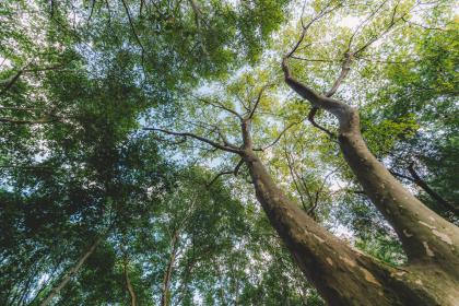 Who Should Not Place a Wealth Cat? What Does the Wealth Cat Pattern Mean?