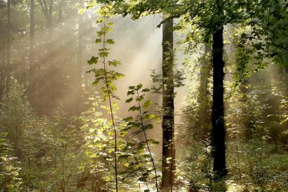 Dreaming of Holy Light